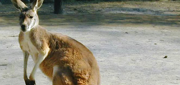 14 curiosidades sobre a Austrália que você não sabia