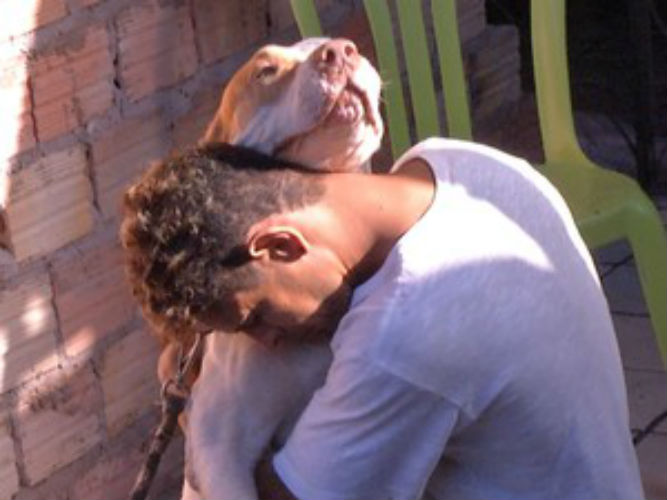 Cão da raça pitbull é da família (Crédito: Reprodução)