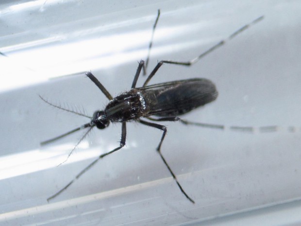 Mosquito aedes aegypti, vetor de doenças (Crédito: Reprodução)