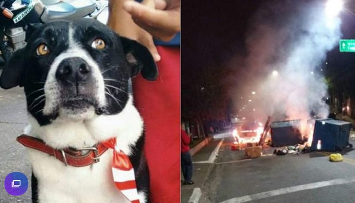 Cãozinho Bob foi morto com tiro na cabeça