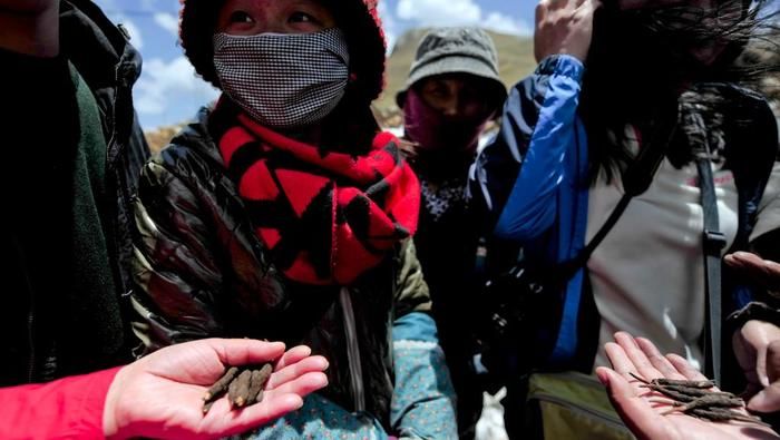 O fungo, conhecido como o viagra do Himalaia, é considerado precioso (Crédito: AFP)