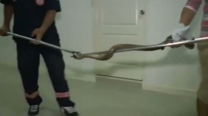 Homem foi picado por cobra (Crédito: Mirror)