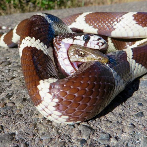 Lagarto não desiste e tenta morder cobra mesmo após ser devorado