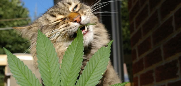 Saiba o que acontece quando animais ingerem maconha
