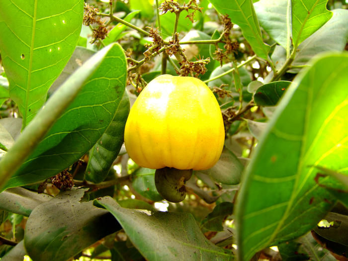 Caju: fonte de vitamina C e A.