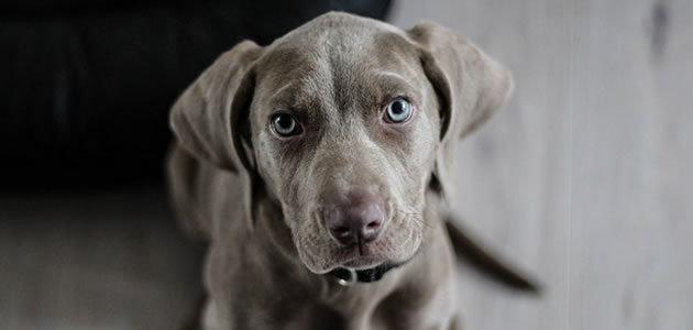 Cães não confiam em donos em momento de raiva