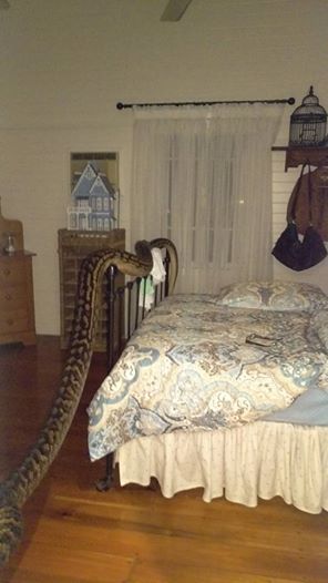 Cobra encontrada na casa (Crédito: Reprodução)