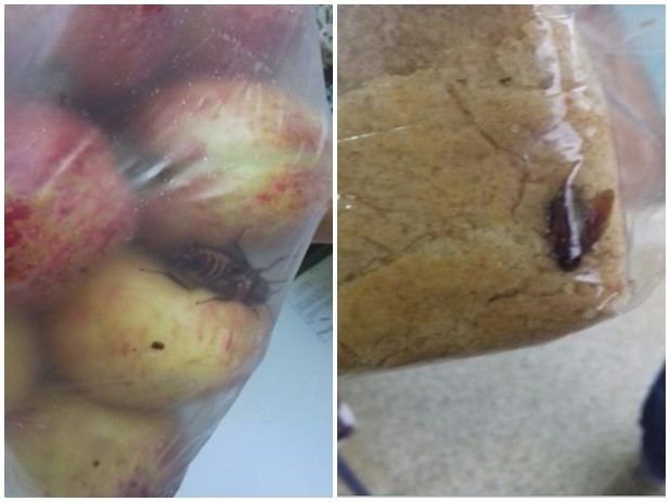 Baratas encontradas na merenda