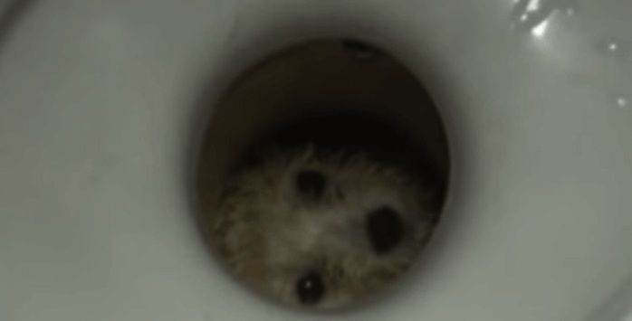 Cachorrinho preso em vaso (Crédito: Reprodução)
