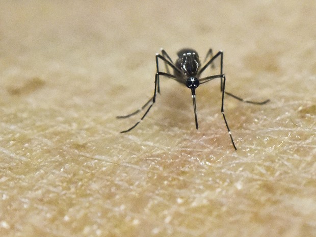 Aedes aegypti (Crédito: Reprodução)