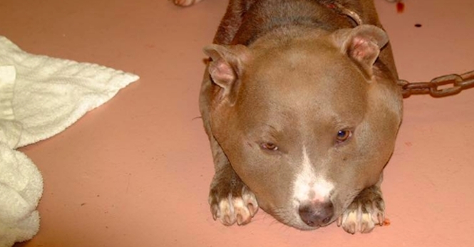 Pitbull (Crédito: Reprodução)