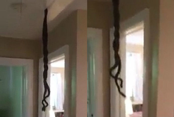 Homem encontrou cobra se acasalando em sua casa