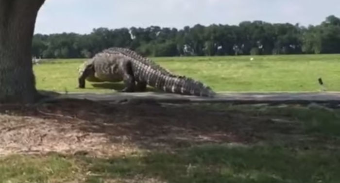 Animal voltou a ser filmado (Crédito: Reprodução)