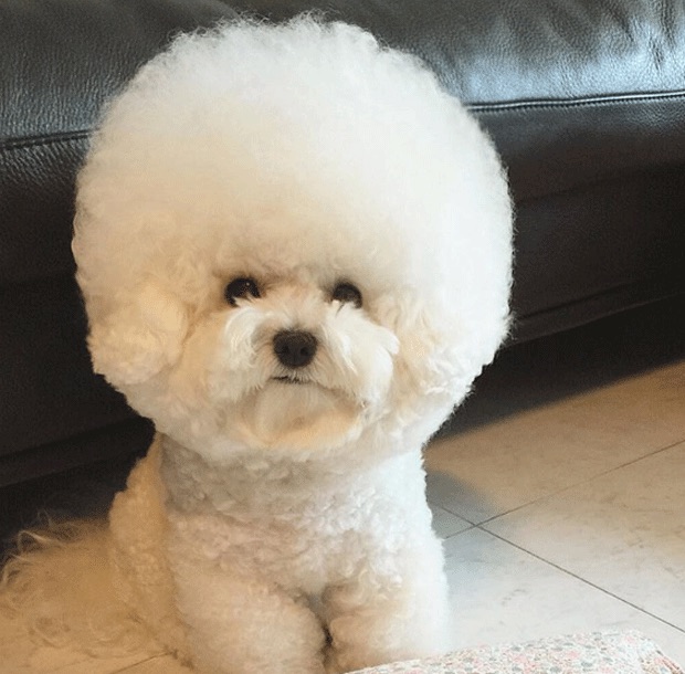 Cão chegou a ser confundido com almofada (Crédito: Reprodução)