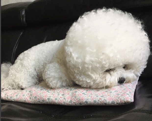 Cão chegou a ser confundido com almofada (Crédito: Reprodução)