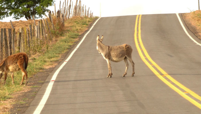 Animais em rodovia (Crédito: Reprodução)