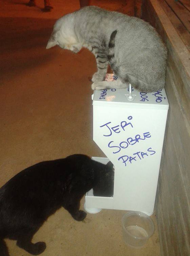 Projeto Jeri sobre Patas (Crédito: Reprodução)