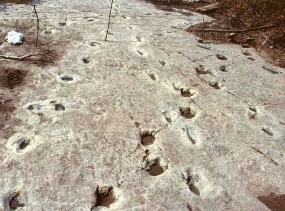 Pegadas de dinossauros juntas com pegadas humanas (Crédito: Reprodução)