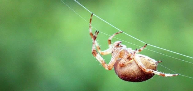 Conheça 11 aranhas mais perigosas do mundo
