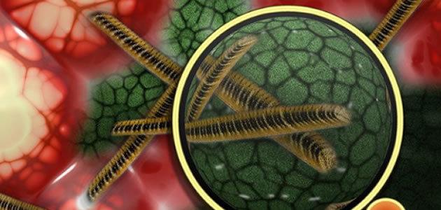 Cientistas descobrem organismo de extraterrestres