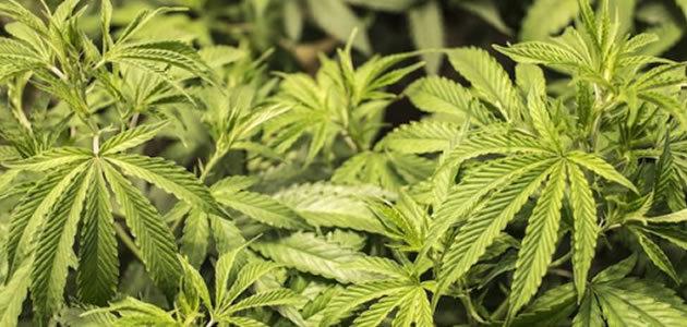Estudos mostram novos riscos relacionados ao uso da maconha