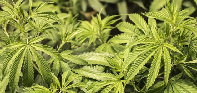 Estudos mostram novos riscos relacionados ao uso da maconha