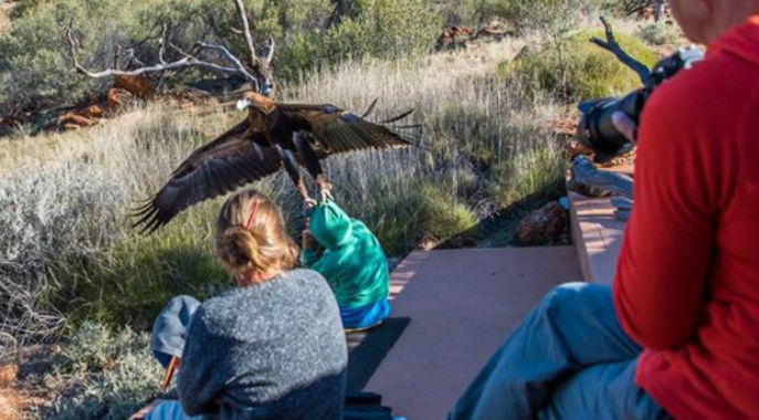 Águia tenta carregar menino em parque na Austrália