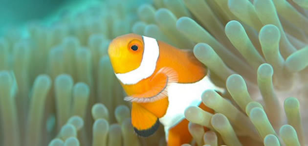 Será que os peixes bebem água e fazem xixi?