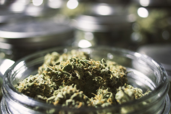 Legalização da maconha (Crédito: Reprodução)