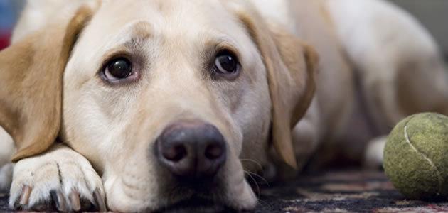 Depressão acontece também com animais? Tire sua dúvida!