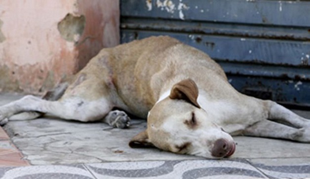 Animais são violentados (Crédito: Reprodução)