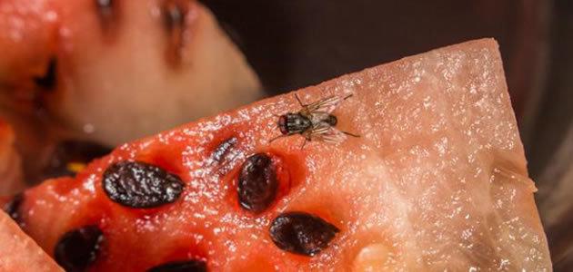 Saiba como fazer repelentes naturais contra as moscas