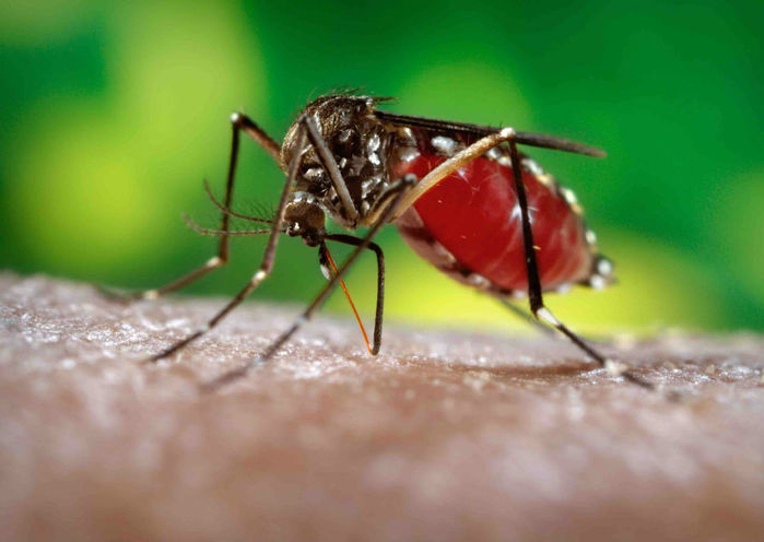 Pernilongos comuns podem transmitir Zika (Crédito: Reprodução)