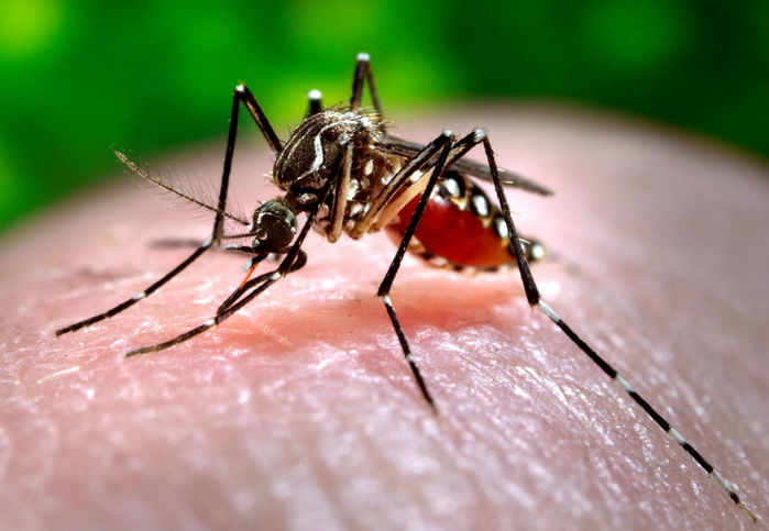 Aedes aegypti é o transmissor da doença (Crédito: Reprodução)