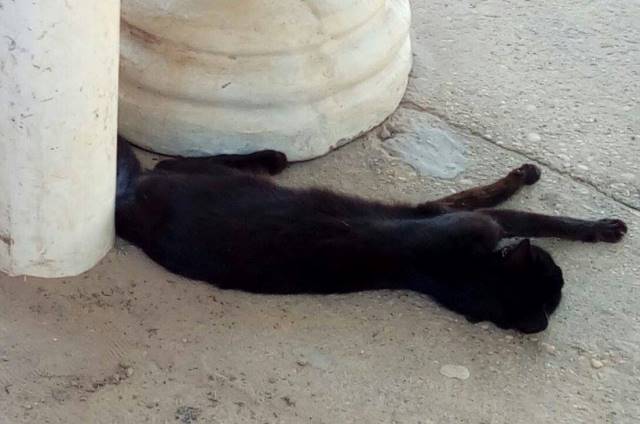 Animais morrem envenenados em Picos (Crédito: Reprodução)