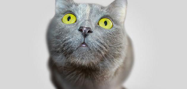 Conheça os animais que adoram ficar chapados