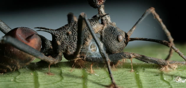 Parasita mata formigas e as transforma em zumbis