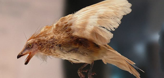 Ave pré-histórica possuía plumagem igual as aves de hoje