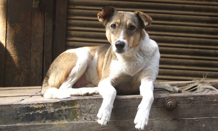 Cães abandonados (Crédito: Reprodução)