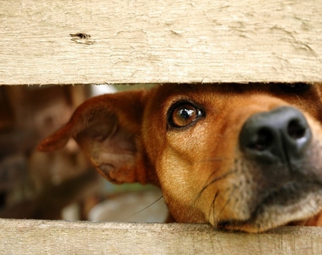 Cães abandonados (Crédito: Reprodução)