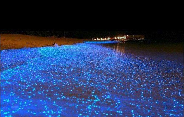 Morador flagra fenômeno da ‘onda azul fluorescente’ (Crédito: Reprodução)