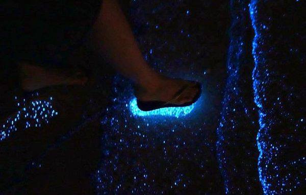 Morador flagra fenômeno da ‘onda azul fluorescente’ (Crédito: Reprodução)
