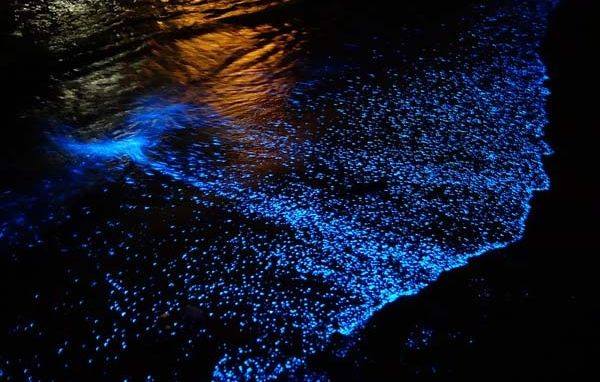 Morador flagra fenômeno da ‘onda azul fluorescente’ (Crédito: Reprodução)