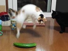 Descubra porque os gatos de assustam com pepinos