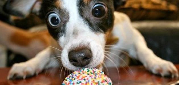 8 alimentos que são proibidos para os cachorros