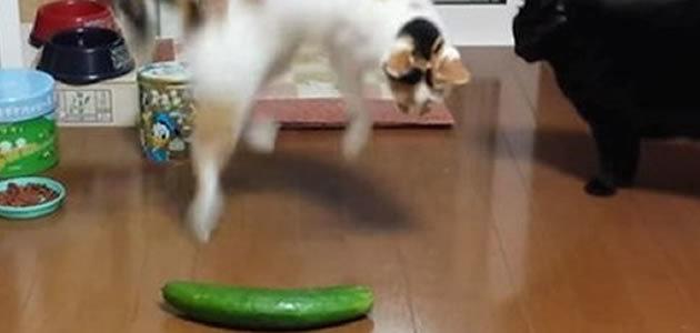 Descubra porque os gatos de assustam com pepinos