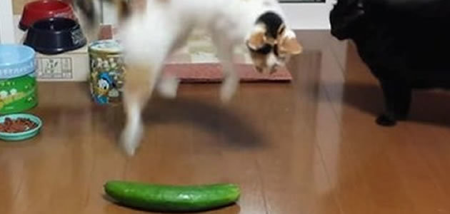 Descubra porque os gatos de assustam com pepinos