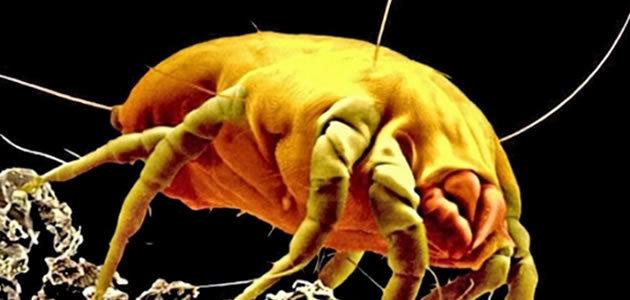 Mistura de eucalipto promete acabar com os ácaros