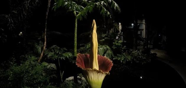 Flor com cheiro de carniça desabrocha e atrai 9 mil pessoas