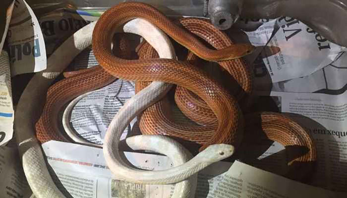 Homem criava cobras em cativeiro sem autorização do Ibama